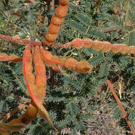 Velvet-pod Mimosa, Mimosa dysocarpa, photo © by Michael Plagens