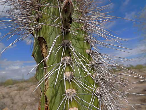 Pachycereus schottii photo © by Michael Plagens