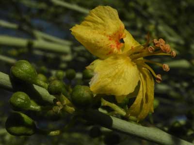 Blue Palo Verde flower, Parkinsonia florida