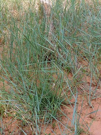 Western Wheatgrass inflorescence, Pascopyrum smithii