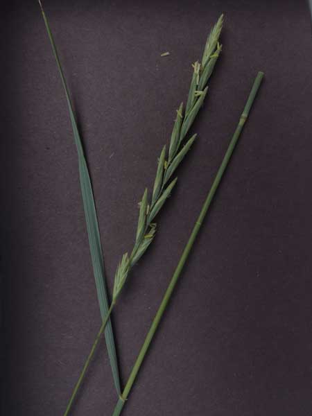 Western Wheatgrass, Pascopyrum smithii, photo © by Mike Plagens