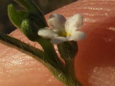 flower of Arch-nutted Comb Bur, Pectocary recurvata