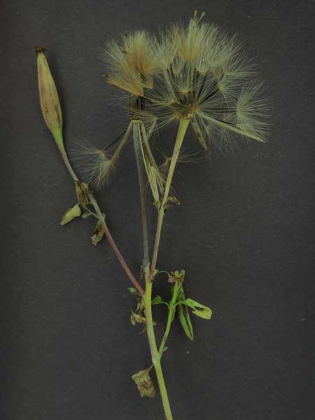 Yerba Porosa, Porophyllum ruderale, photo © by Michael Plagens