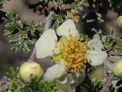 Mexican Cliff Rose, Purshia stansburyana, © by Michael Plagens