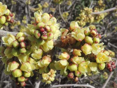 Rhus aromatica inflorescence photo © by Michael Plagens