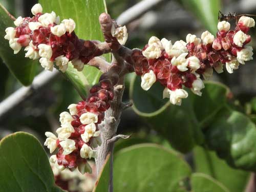 Rhus ovata photo © by Michael Plagens