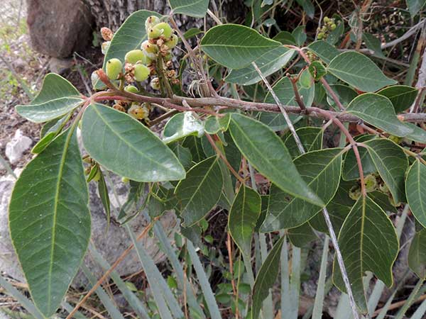 Evergreen Sumac, Rhus viren, photo © by Mike Plagens