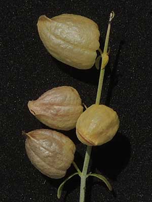 Paper Bag Bush, Salazaria mexicana, © by Michael Plagens