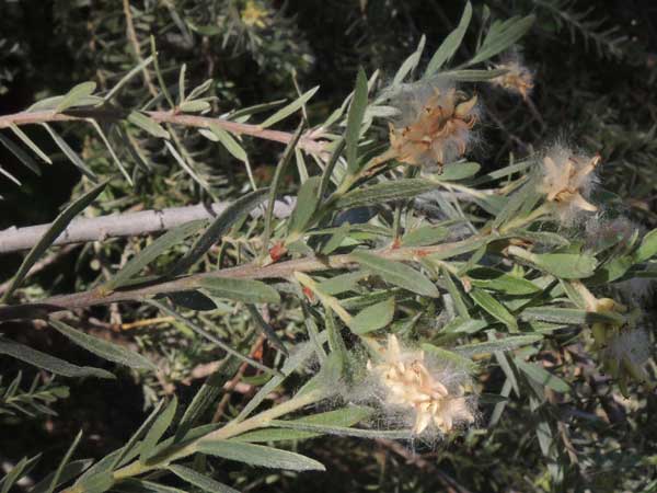 Yew-leaf Willow, Salix taxifolia, © by Michael Plagens