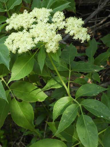 Sambucus cerulea Photo © by Michael Plagens