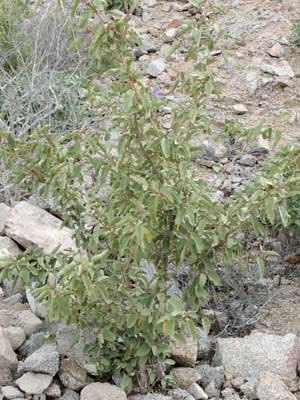 Solanum hindsianum photo © by Michael Plagens