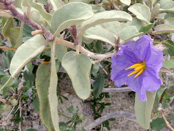 Solanum hindsianum photo © by Michael Plagens