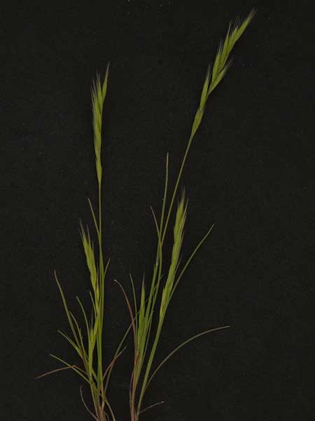 Six-weeks Fescue, Vulpia octoflora, photo © by Michael Plagens