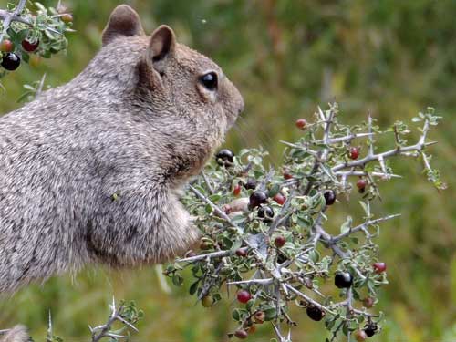 Rock Squirrel feeding on fruit/berries