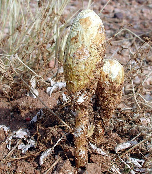 Podaxis pistillaris photo by Michael Plagens