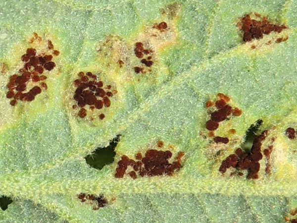 Puccinia malvacearum photo © by Michael Plagens