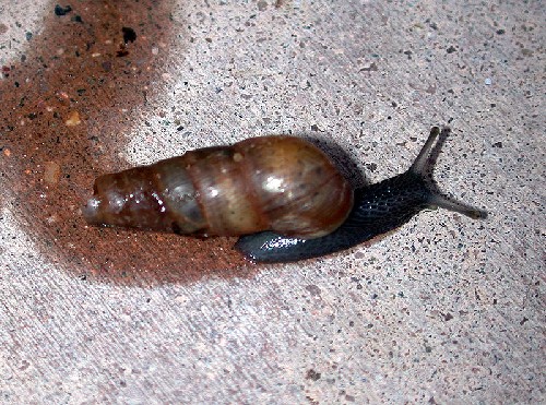 Decollate Snail, Rumina decollata, photo by Mike Plagens