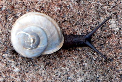 Tallus Snail, Sonorella, photo by Mike Plagens