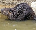 beavers can be found at Tres Rios but are not 100% welcome!