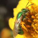 Green Sweat Bee