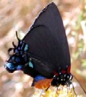 Great Purple Hairstreak