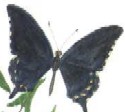 Pipevine Swallowtail