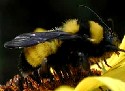 Sonoran Bumblebee