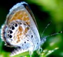 Pygmy Blue