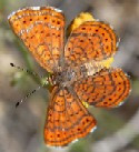 Fatal Metalmark