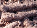 Encrusting Termites