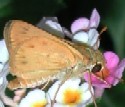 Phyleus Skipper at lantana flowers.