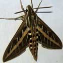 Five-lined Sphinx