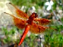 Flame Skimmer Dragonfly