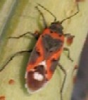 Small Milkweed Bug