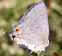 Leda Hairstreak