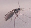 Dark Winged Fungus Gnat