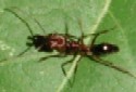 Bear-trap Ant