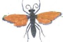 Tarantula Hawk