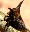 Mesquite Thorn Hopper