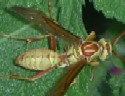 Paper Wasp