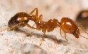 Native Fire Ant