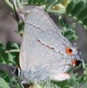 Gray Hairstreak