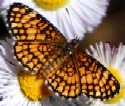 Elada Checkerspot