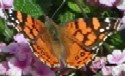 Painted Lady Butterfly