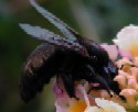 Carpenter Bee