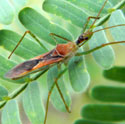 assassin bug © by Mike Plagens