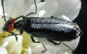 Red-eared Blister Beetle