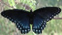 Arizona Red Spotted Purple