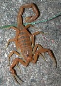 Arizona Bark Scorpion