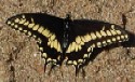 Papilio polyxenes coloro